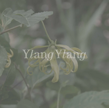 Load image into Gallery viewer, Aroma Oil Quiet Sunset